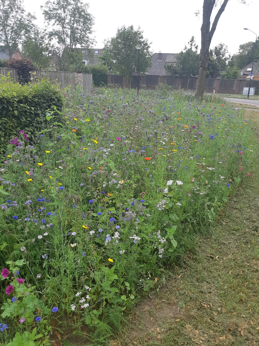 Gemeente Boxtel zoekt plekken voor inzaaien bloemmengsels